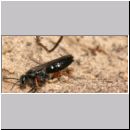 Episyron rufipes - Wegwespe w02 beim Nestbau.jpg